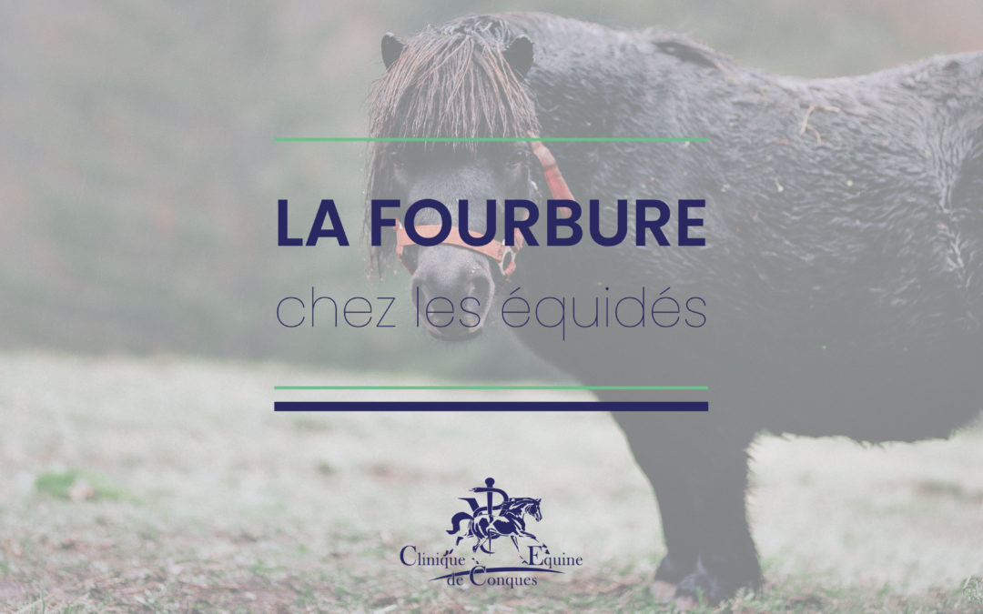 La fourbure chez les équidés