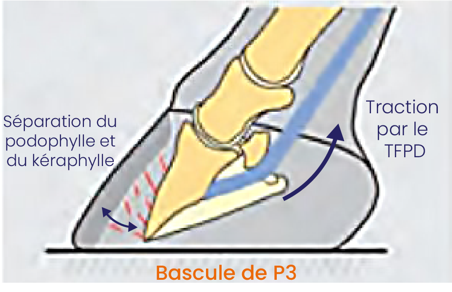 schema cheval a bascule