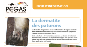 Capture-PEGAS-Dermatite des paturons - Clinique de conques